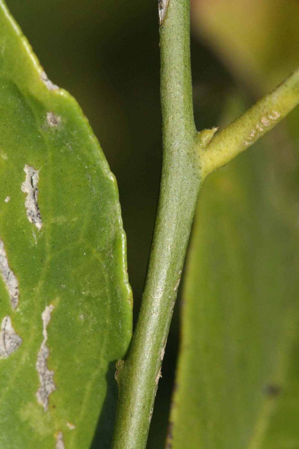              First year twig (Riverside, CA)       